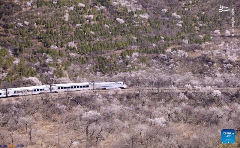 عکس/ عبور قطار از میان شکوفه‌های بهاری