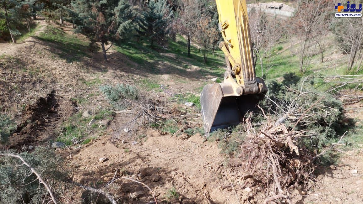 تصاویر جدید از قطع درختان در موسسه ژئوفیزیک دانشگاه تهران