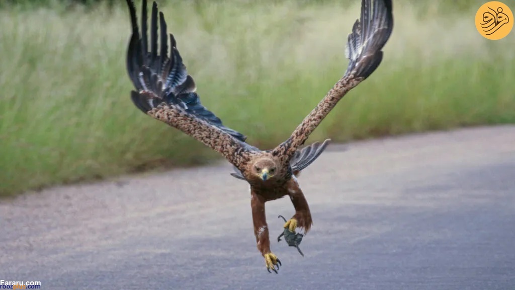 عکس/لحظه شکار آفتاب پرست توسط عقاب