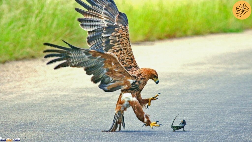 عکس/لحظه شکار آفتاب پرست توسط عقاب