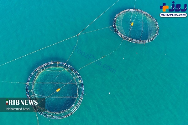 عکس/بزرگترین قفس پرورش ماهی ایران در سواحل خزر