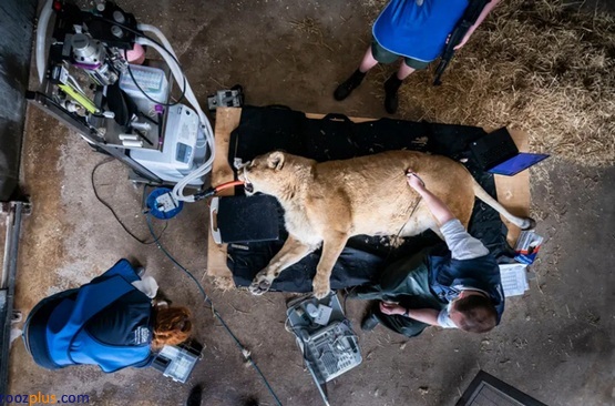 عکس/جراحی یک شیر 15 ساله