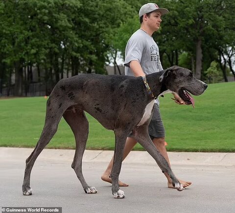 تصاویرِ قدبلندترین سگ جهان/ این سگ یک متری در گینس ثبت شد