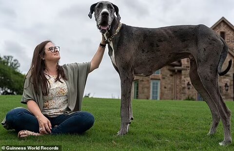 تصاویرِ قدبلندترین سگ جهان/ این سگ یک متری در گینس ثبت شد