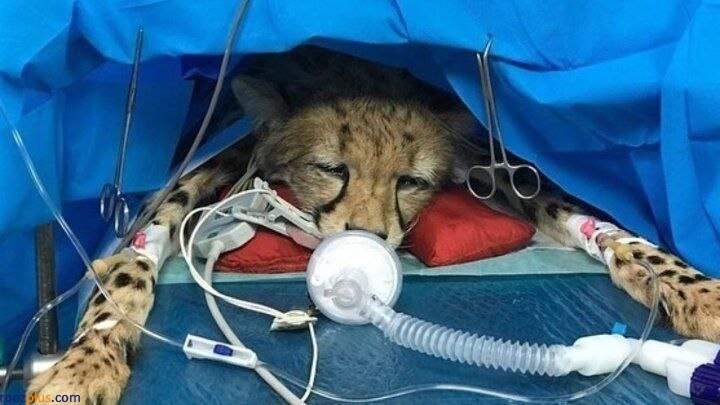 یوزپلنگ «ایران» در حال درمان / عکس