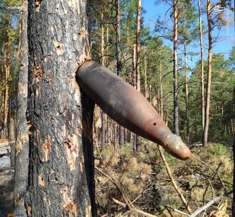 گیر کردن گلوله‌های توپخانه در درختان جنگل های اوکراین/ عکس