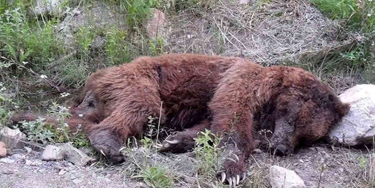 لاشه دو فرد خرس قهوه ای در مرودشت پیدا شد