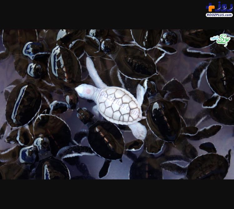 تصویری جالب از لاکپشت آلبینو/ عکس