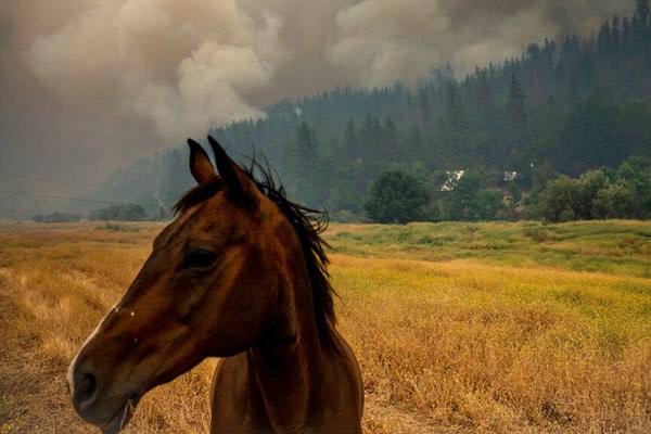 کالیفرنیا در آتش؛ مهار شعله‌ها غیرممکن شد +عکس