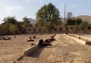 تبدیل یک مدرسه به محل نگهداری گوسفندان در یکی از روستاهای کاشان