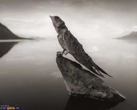 دریاچه مرموزی که حیوانات را به سنگ تبدیل می‌کند! + تصاویر