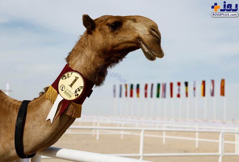برنده مسابقات سالانه انتخاب زیباترین شتر در قطر +عکس