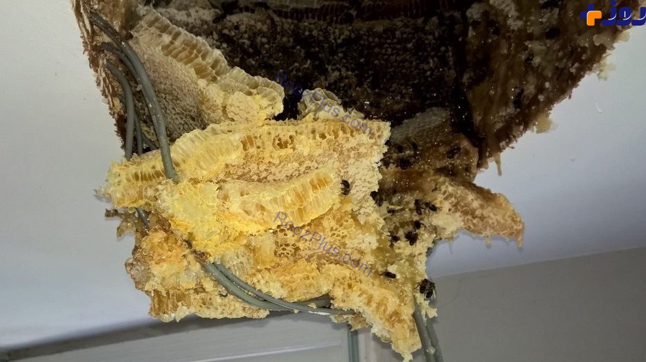 کشف کندوی عسل غول‌آسا در سقف کاذب حمام یک خانه +تصاویر